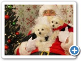 Puppies118